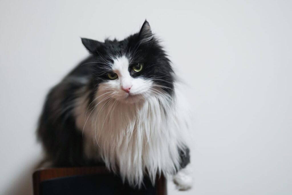 How to take care long-haired cat care : A Comprehensive Guide